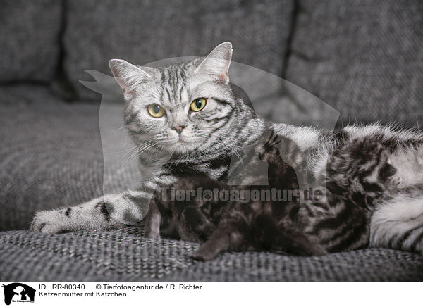 Katzenmutter mit Ktzchen / cat mother with kittens / RR-80340