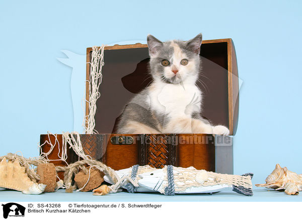 Britisch Kurzhaar Ktzchen / British Shorthair Kitten / SS-43268