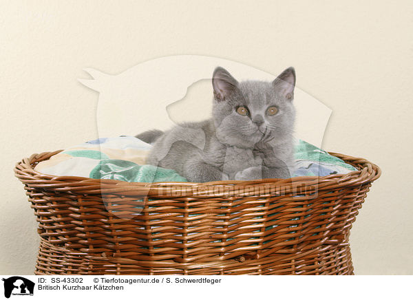 Britisch Kurzhaar Ktzchen / British Shorthair Kitten / SS-43302