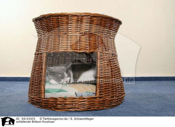 schlafende Britisch Kurzhaar / sleeping British Shorthair / SS-43303