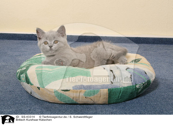 Britisch Kurzhaar Ktzchen / British Shorthair Kitten / SS-43314