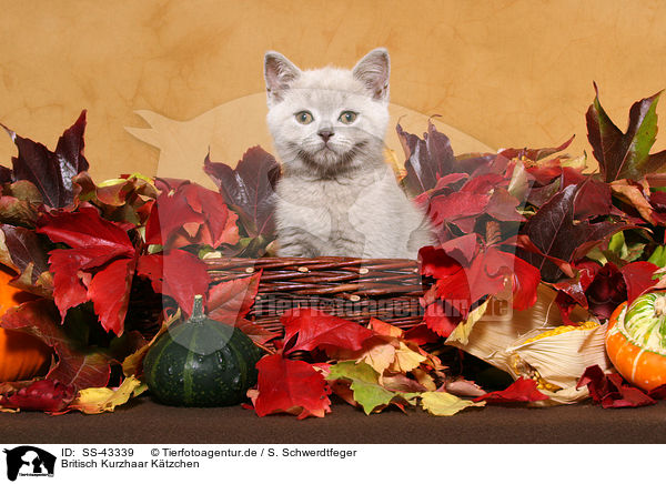 Britisch Kurzhaar Ktzchen / British Shorthair Kitten / SS-43339