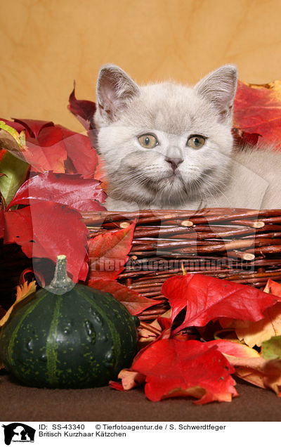 Britisch Kurzhaar Ktzchen / British Shorthair Kitten / SS-43340