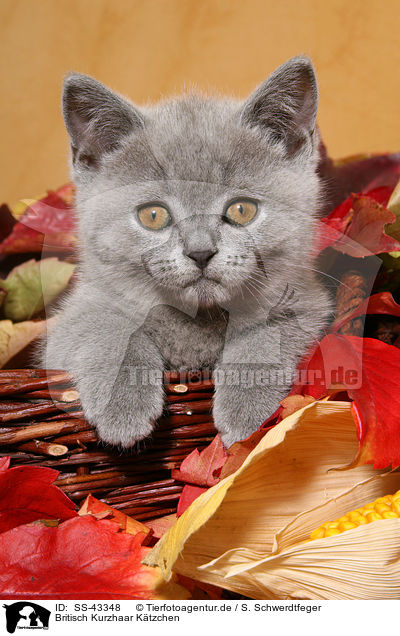 Britisch Kurzhaar Ktzchen / British Shorthair Kitten / SS-43348