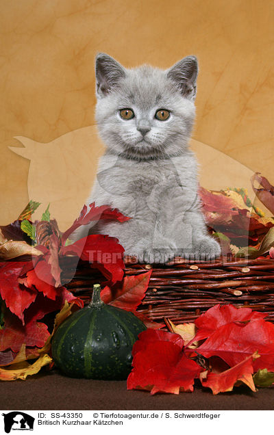 Britisch Kurzhaar Ktzchen / British Shorthair Kitten / SS-43350