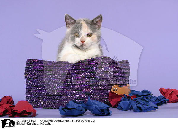 Britisch Kurzhaar Ktzchen / British Shorthair Kitten / SS-43393