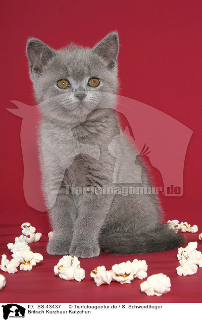 Britisch Kurzhaar Ktzchen / British Shorthair Kitten / SS-43437