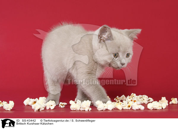 Britisch Kurzhaar Ktzchen / British Shorthair Kitten / SS-43442