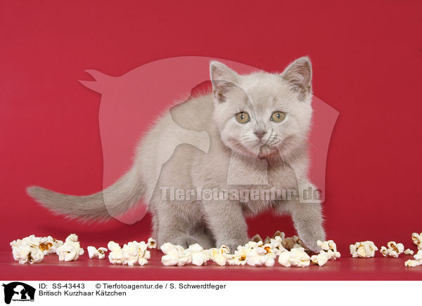 Britisch Kurzhaar Ktzchen / British Shorthair Kitten / SS-43443