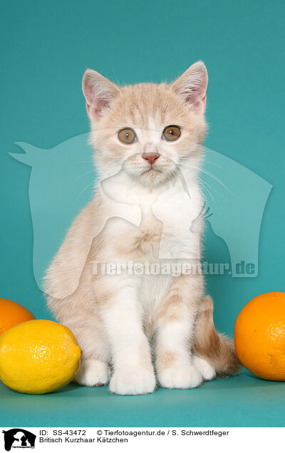 Britisch Kurzhaar Ktzchen / British Shorthair Kitten / SS-43472