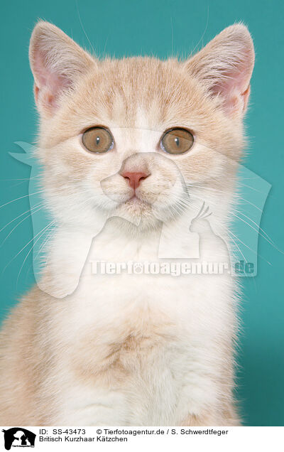 Britisch Kurzhaar Ktzchen / British Shorthair Kitten / SS-43473
