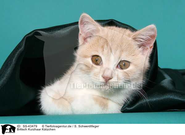 Britisch Kurzhaar Ktzchen / British Shorthair Kitten / SS-43479