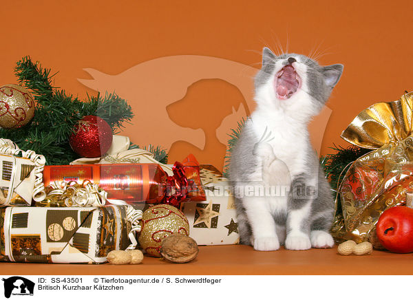 Britisch Kurzhaar Ktzchen / British Shorthair Kitten / SS-43501
