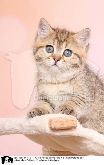 sitzendes Britisch Kurzhaar Ktzchen / sitting British Shorthair Kitten / SS-44417