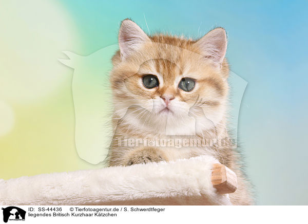 liegendes Britisch Kurzhaar Ktzchen / lying British Shorthair Kitten / SS-44436