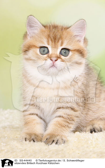 sitzendes Britisch Kurzhaar Ktzchen / sitting British Shorthair Kitten / SS-44440
