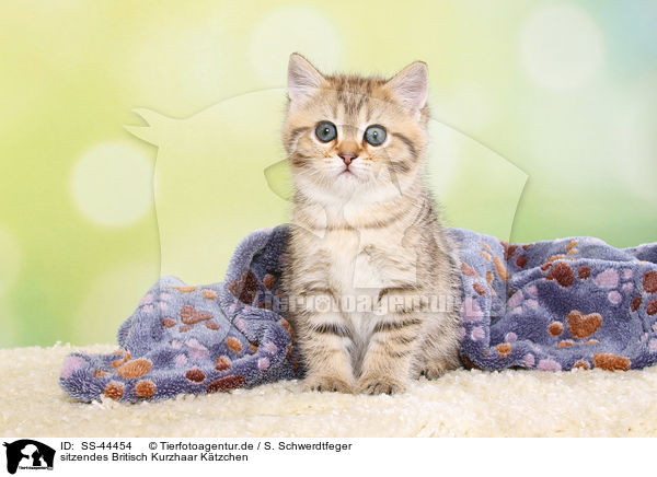 sitzendes Britisch Kurzhaar Ktzchen / sitting British Shorthair Kitten / SS-44454