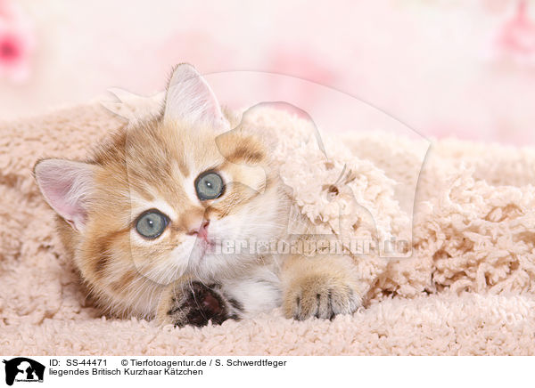 liegendes Britisch Kurzhaar Ktzchen / lying British Shorthair Kitten / SS-44471