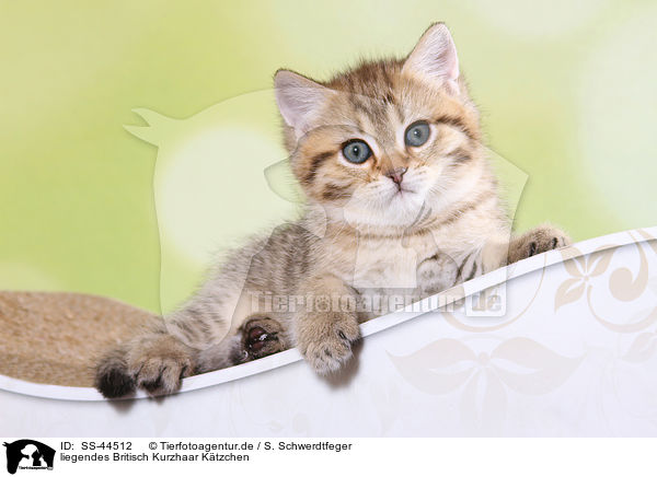 liegendes Britisch Kurzhaar Ktzchen / lying British Shorthair Kitten / SS-44512