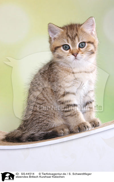 sitzendes Britisch Kurzhaar Ktzchen / sitting British Shorthair Kitten / SS-44514