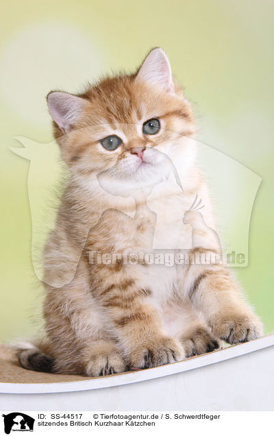 sitzendes Britisch Kurzhaar K�tzchen / sitting British Shorthair Kitten / SS-44517