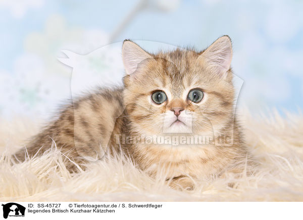 liegendes Britisch Kurzhaar Ktzchen / lying British Shorthair Kitten / SS-45727