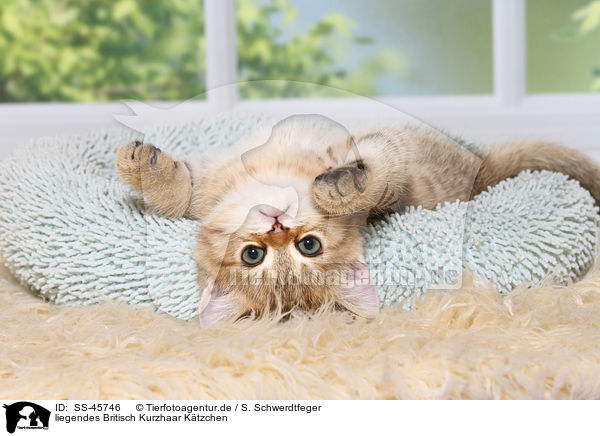 liegendes Britisch Kurzhaar Ktzchen / lying British Shorthair Kitten / SS-45746