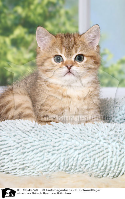 sitzendes Britisch Kurzhaar Ktzchen / sitting British Shorthair Kitten / SS-45748