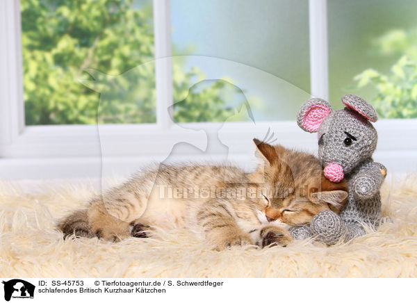 schlafendes Britisch Kurzhaar Ktzchen / sleeping British Shorthair Kitten / SS-45753