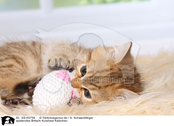 spielendes Britisch Kurzhaar Ktzchen / playing British Shorthair Kitten / SS-45758