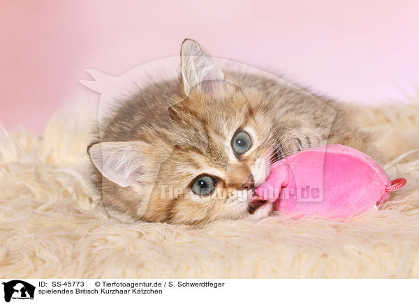 spielendes Britisch Kurzhaar Ktzchen / playing British Shorthair Kitten / SS-45773