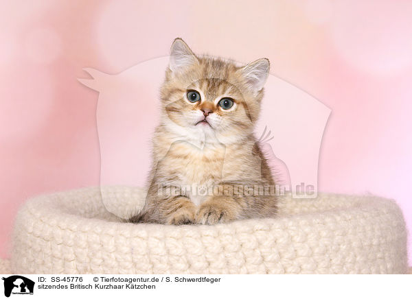 sitzendes Britisch Kurzhaar Ktzchen / sitting British Shorthair Kitten / SS-45776