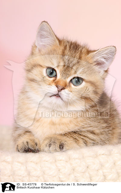Britisch Kurzhaar Ktzchen / British Shorthair Kitten / SS-45778