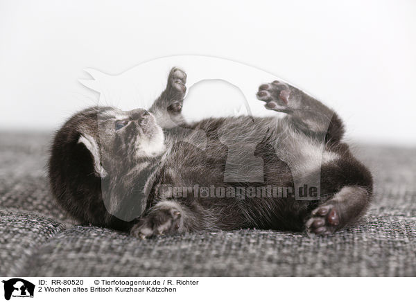 2 Wochen altes Britisch Kurzhaar Ktzchen / 2 weeks old british shorthair kitten / RR-80520