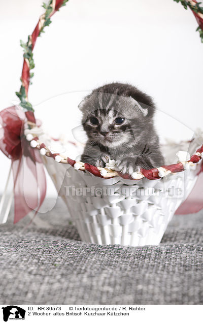 2 Wochen altes Britisch Kurzhaar Ktzchen / 2 weeks old british shorthair kitten / RR-80573