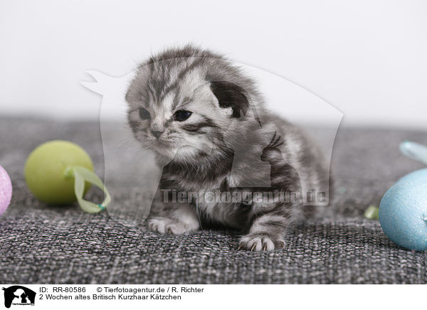 2 Wochen altes Britisch Kurzhaar Ktzchen / 2 weeks old british shorthair kitten / RR-80586