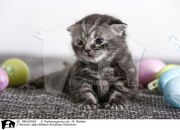 2 Wochen altes Britisch Kurzhaar Ktzchen / 2 weeks old british shorthair kitten / RR-80590