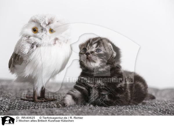 2 Wochen altes Britisch Kurzhaar Ktzchen / 2 weeks old british shorthair kitten / RR-80625