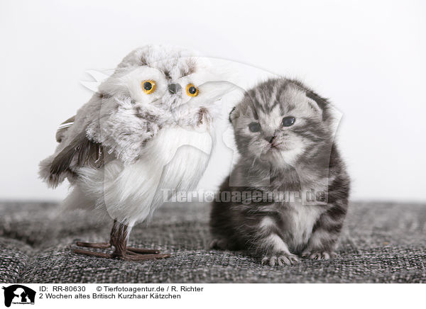 2 Wochen altes Britisch Kurzhaar Ktzchen / 2 weeks old british shorthair kitten / RR-80630