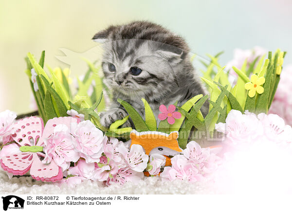 Britisch Kurzhaar Ktzchen zu Ostern / British Shorthair Kitten at easter / RR-80872