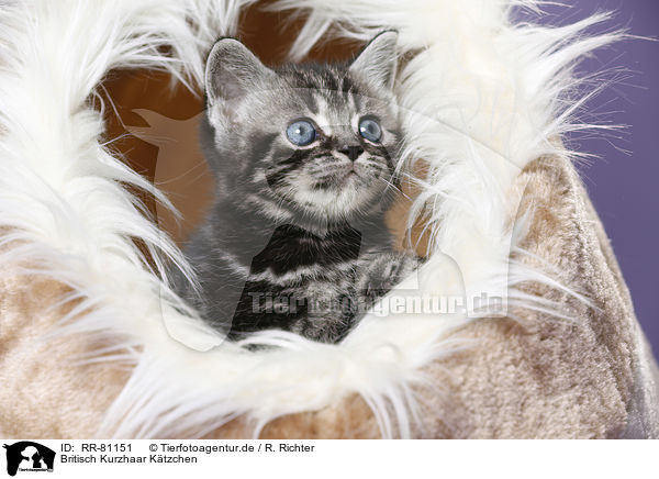 Britisch Kurzhaar Ktzchen / British Shorthair Kitten / RR-81151