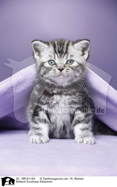 Britisch Kurzhaar Ktzchen / British Shorthair Kitten / RR-81164