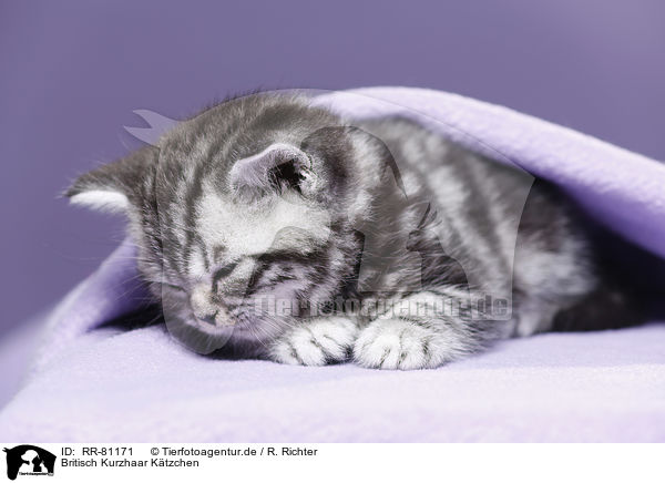 Britisch Kurzhaar Ktzchen / British Shorthair Kitten / RR-81171