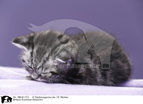 Britisch Kurzhaar Ktzchen / British Shorthair Kitten / RR-81173