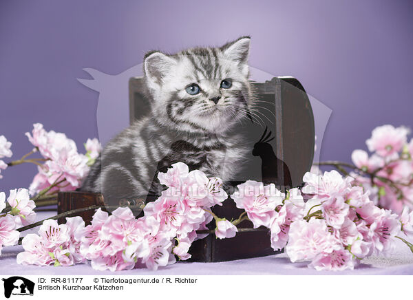 Britisch Kurzhaar Ktzchen / British Shorthair Kitten / RR-81177