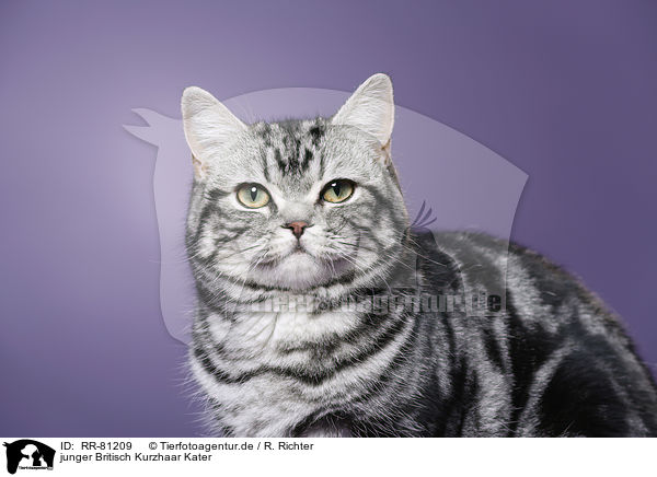 junger Britisch Kurzhaar Kater / young british shorthait tomcat / RR-81209