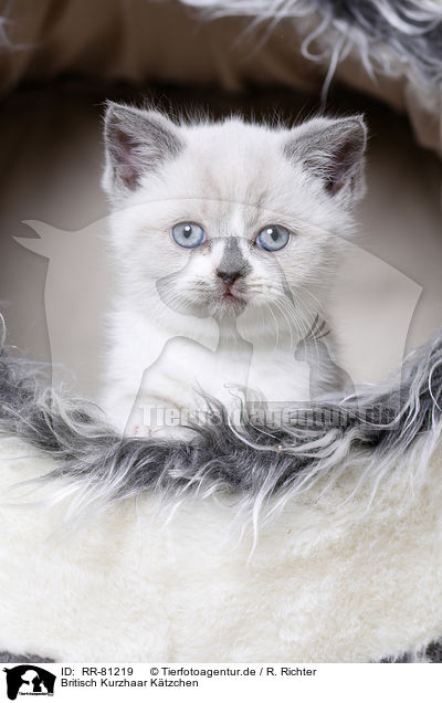 Britisch Kurzhaar Ktzchen / British Shorthair Kitten / RR-81219