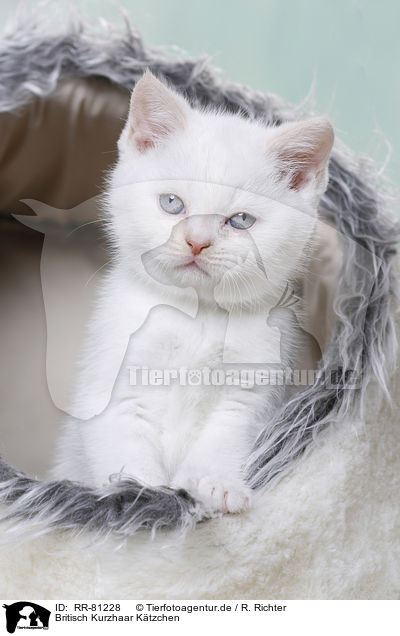 Britisch Kurzhaar Ktzchen / British Shorthair Kitten / RR-81228