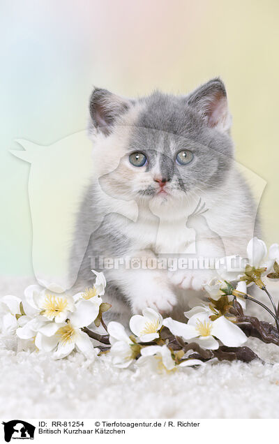 Britisch Kurzhaar Ktzchen / British Shorthair Kitten / RR-81254