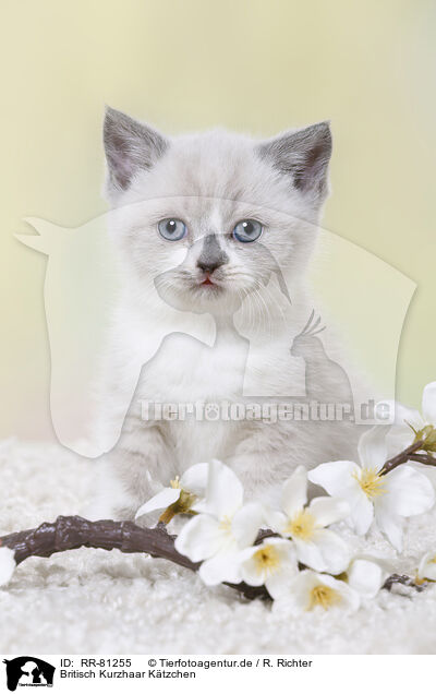 Britisch Kurzhaar Ktzchen / British Shorthair Kitten / RR-81255